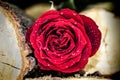 Red rose between logs