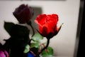 Petals and pistils: Red rose looking out the window on a light breeze afternoon