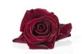 A red rose that looks like velvet isolated on white