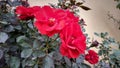 The red rose with loose petal