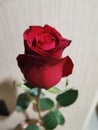 RedÃ¢â¬â¹ rose 