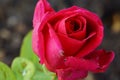 Red rose Royalty Free Stock Photo