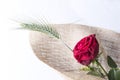 Red rose love gift isolated on a white background Royalty Free Stock Photo