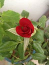 A red rose in love mode