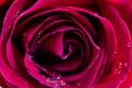 Red rose Royalty Free Stock Photo