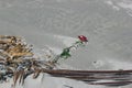 Red rose lying deserted amongst seaweed on beach, covered by sand