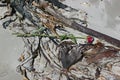 Red rose lying deserted amongst seaweed on beach