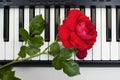 Red rose lying on the keyboard of the electronic piano, the top Royalty Free Stock Photo