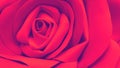Red rose macro background, artificial flower closeup Royalty Free Stock Photo