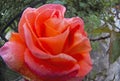 Red rose close up in garden Royalty Free Stock Photo