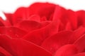 Red Rose Macro Royalty Free Stock Photo