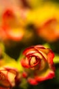 Red rose macro shot Royalty Free Stock Photo