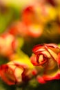 Red rose macro shot Royalty Free Stock Photo
