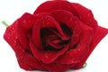 A bright red rose with water droplets on its petals.Red rose and water drops. Royalty Free Stock Photo
