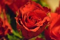 A beautiful red rose Royalty Free Stock Photo