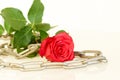 Red rose with metal chain - series of red roses Royalty Free Stock Photo