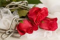 Red rose with metal chain and white dress - series of red roses Royalty Free Stock Photo