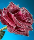 Rose in aqua Royalty Free Stock Photo