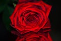 Red rose in mirror reflection. Royalty Free Stock Photo