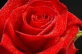 Red rose with moisture