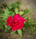 Red Rose in Monsoon weather Royalty Free Stock Photo