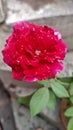 Red rose in moonsoon rdops gree leaf plants rain beautiful nice Royalty Free Stock Photo