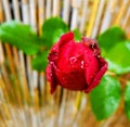 Red Rose with Morning Dew, Close Up