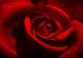 The passionate red rose is in full bloom Royalty Free Stock Photo