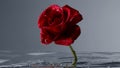 Red rose moving under water with air bubbles floating