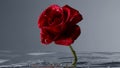 Red rose moving under water with air bubbles floating Royalty Free Stock Photo