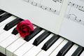 Red rose and music score on piano keyboard Royalty Free Stock Photo