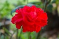 Red rose in natural