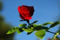 Red Rose in Nature Royalty Free Stock Photo