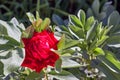 Red rose nature