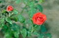 A red rose in nature are red Royalty Free Stock Photo