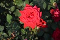 Red rose.nature.red.summer.rosebush