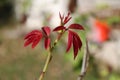 Red rose new leaves from back yard Royalty Free Stock Photo