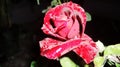 Red Rose night rose love hot red rose love fleeing flower