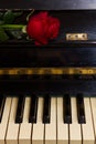 Red rose with notes paper on piano Royalty Free Stock Photo