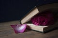 A red rose on an open book. Funeral symbol and Concept of condolence and religion Royalty Free Stock Photo