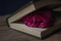 A red rose on an open book. Funeral symbol and Concept of condolence and religion Royalty Free Stock Photo