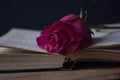 A red rose on an open book. Funeral symbol and Concept of condolence and religion Royalty Free Stock Photo