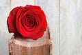 Red rose on an old book. Wooden table and white background.