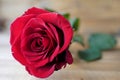 Red rose