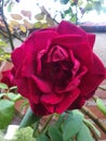 Red rose is one of the most beloved original flowers