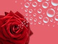 Bubbling Red Rose on Vibrant Pink Background, concept image