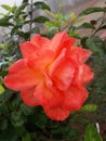 Red rose in our garden. Royalty Free Stock Photo
