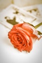 Red rose and old wedding photos Royalty Free Stock Photo