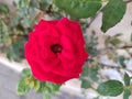 Red rose outdoor macro Short