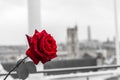 Red rose over Paris background from the terrace of Centre Pompidou